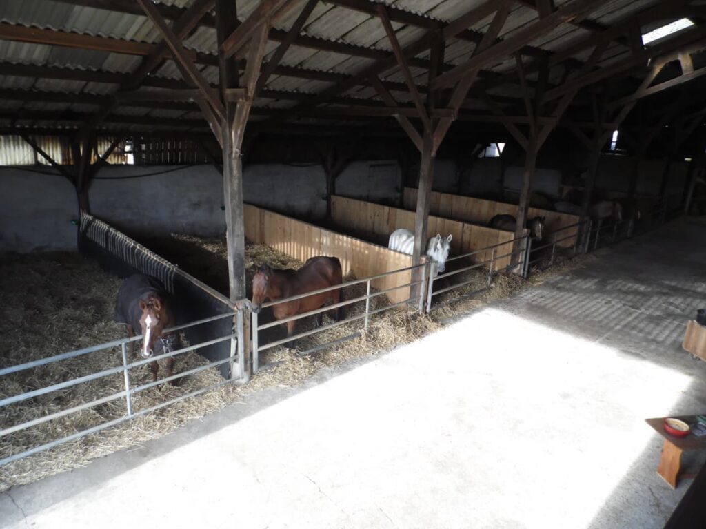 Pension de chevaux à la ferme Les 1000 pieds ferme