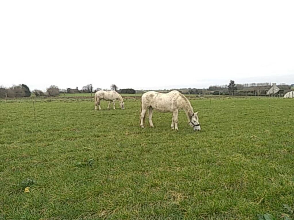 Pension de chevaux dans le Finistère