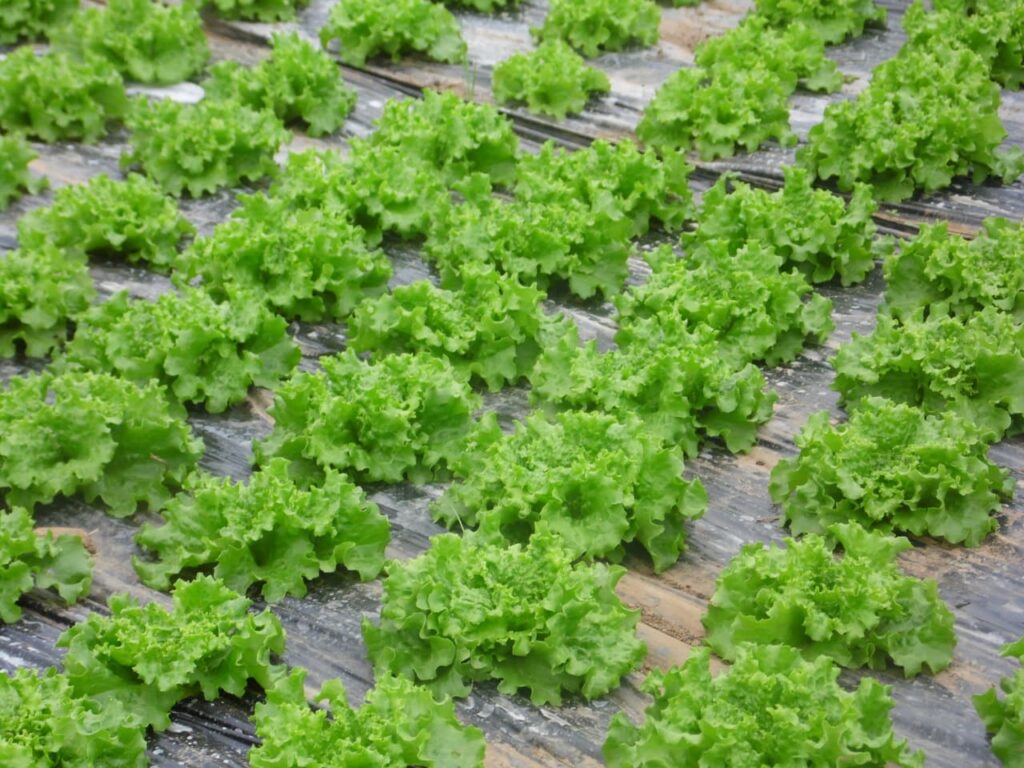 Maraichage de légumes BIO dans le Finistère