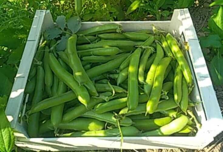 Maraichage de légumes BIO à Plouvorn