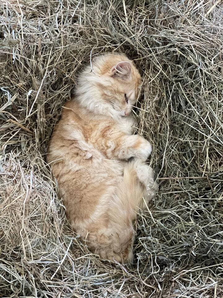 Chat ferme de Plouvorn