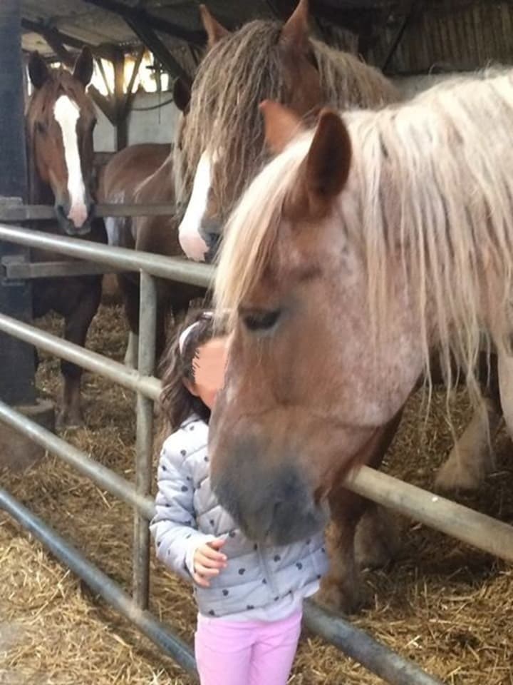 Chevaux de trait ferme pédagogique Finistère