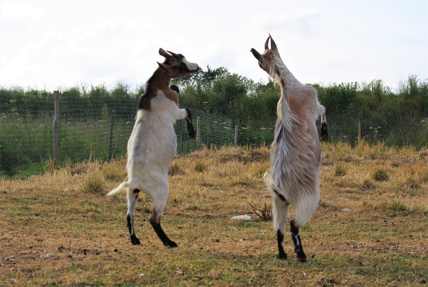 Chèvres Les 1000 pieds fermes