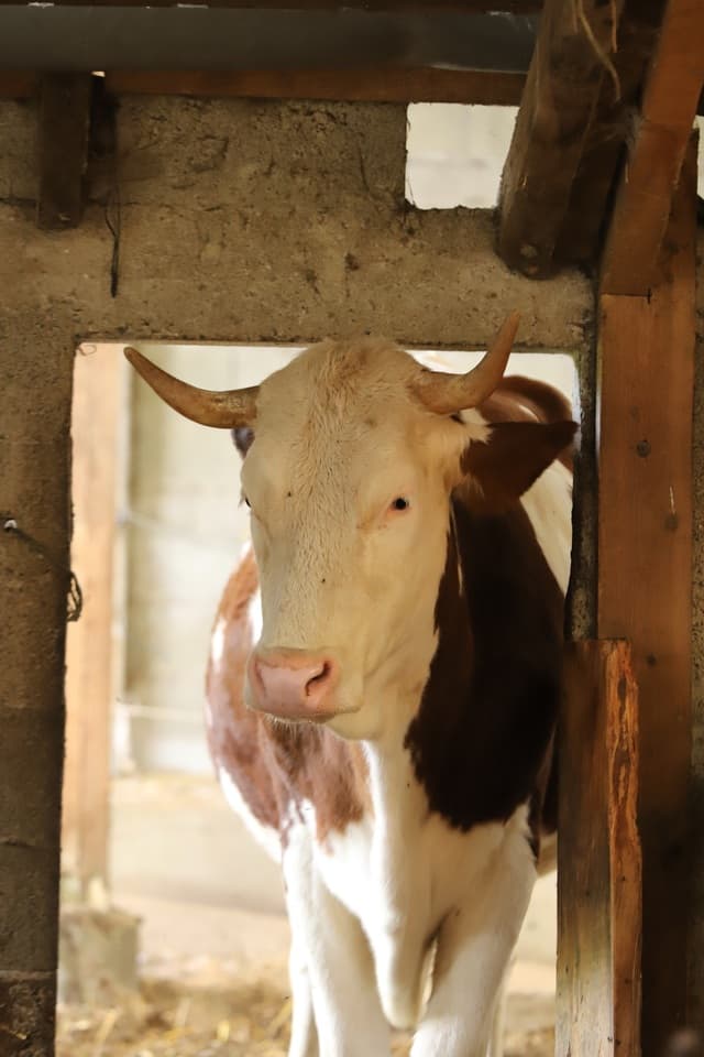 Vache Ferme visite