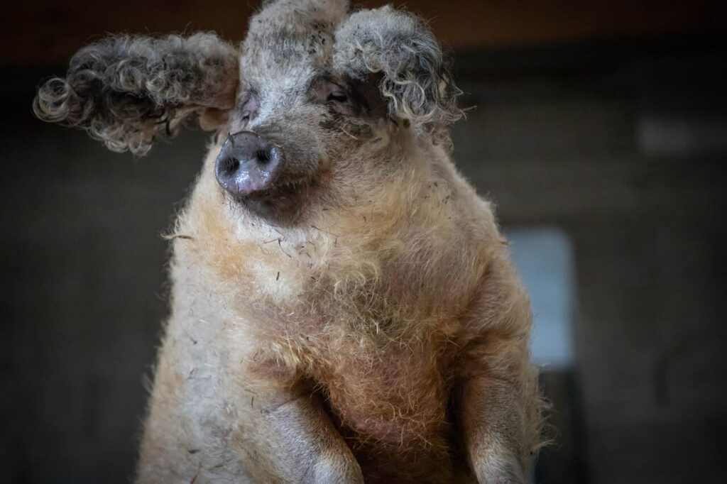Journée libre à la ferme pédagogique du Finistère